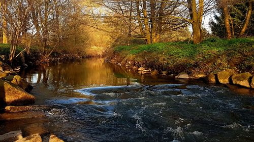 Reflection of trees in water