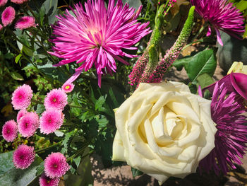 Close-up of pink roses