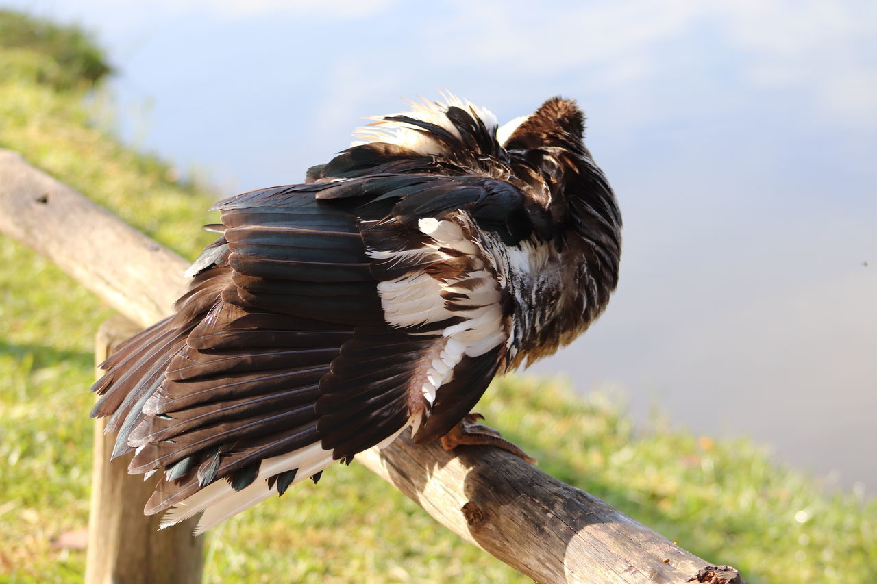 CLOSE-UP OF A BIRD FLYING