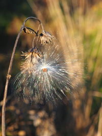 Close-up of dandelion on field