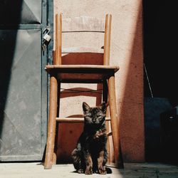 Portrait of cat sitting on chair