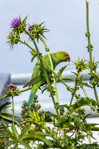 View of bird perching on plant