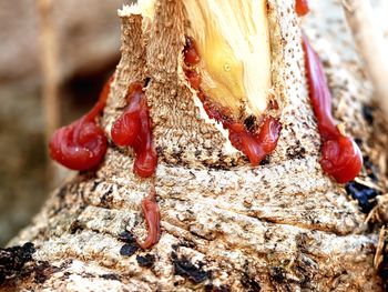 Close-up of insect on tree trunk