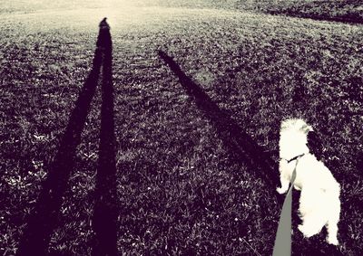 High angle view of dog on field