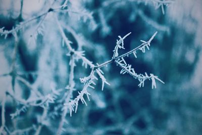 Close-up of snowflakes on plant