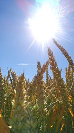 Low angle view of stalks against the sky