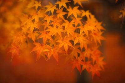 Close-up of maple leaves during autumn