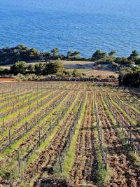 Scenic view of vineyard