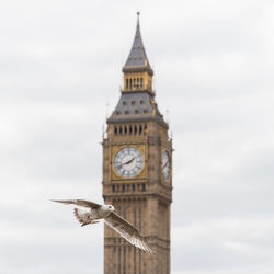 Low angle view of seagull flying against big ben against sky