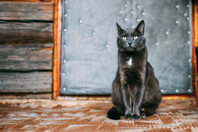 Portrait of black cat sitting at home