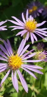 Close-up of insect on purple flower