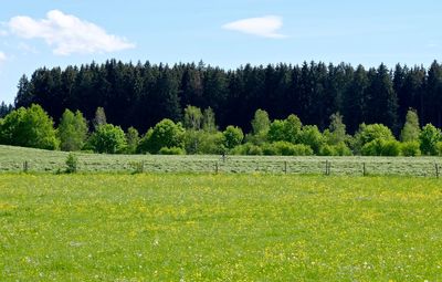 Trees on field against sky