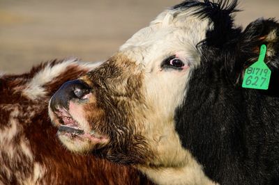 Close-up of a cow nose curled up