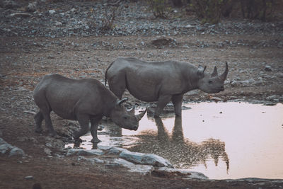 Rhinoceros drinking water at forest