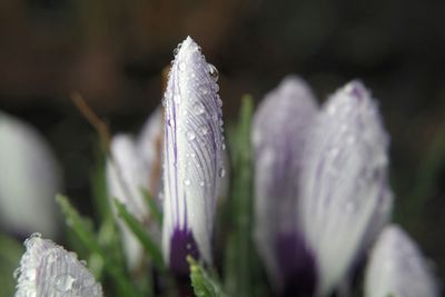 Close-up of white flowers against blurred background