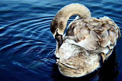 Birds in calm water