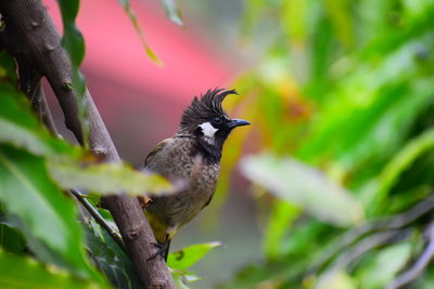 Close-up of bird perching on tree