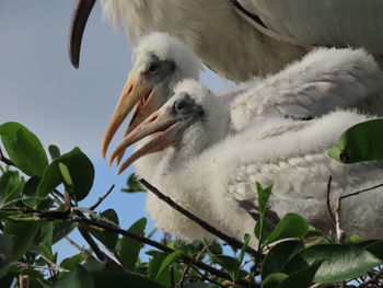 Closeup of wood stork juveniles