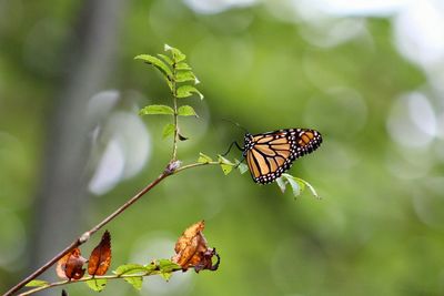 Butterfly on leaf