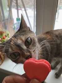 Close-up of a hand holding cat