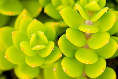 Full frame shot of fresh green plant