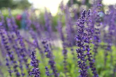 Close-up of lavender on plant at field