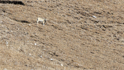 High angle view of wolf on field