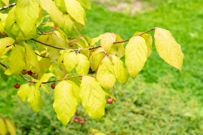 leaf