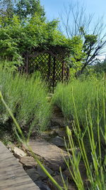 Trees growing on field against sky