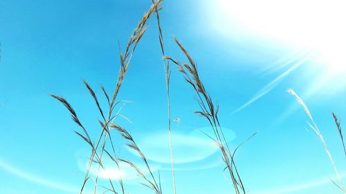 Low angle view of stalks against blue sky during sunny day