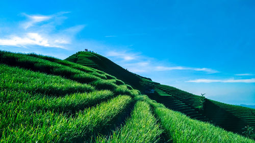 Scenic view of rice field against sky
