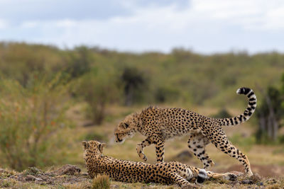 Close-up of cheetah