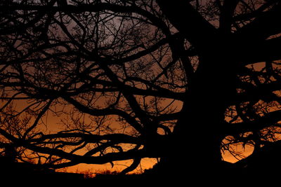 Silhouette of tree at sunset