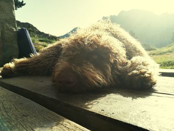 Close-up of a dog resting