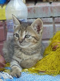 Cat looking away