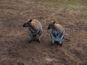 High angle view of ducklings on field