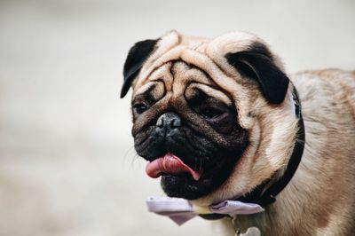 Close-up of a dog