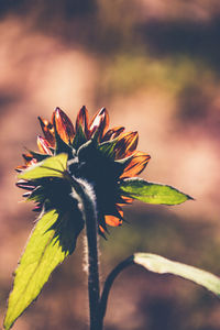 Close-up of flowering plant