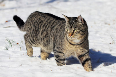 Cat on field during winter