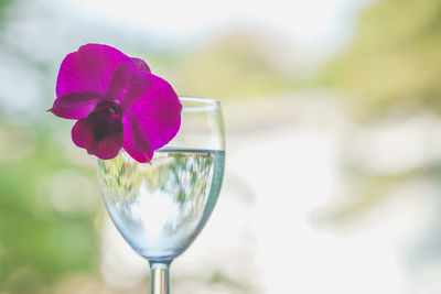 Close-up of purple flower in glass