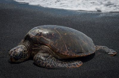 Turtle resting on sand at beach