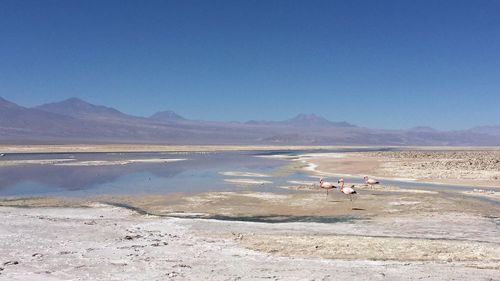 Flamingos perching at atacama desert against blue sky