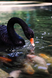 Close-up of swan swimming in lake