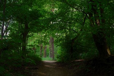 Dirt road amidst trees in forest