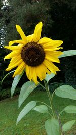 Close-up of yellow flower