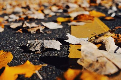 Close-up of fallen maple leaves