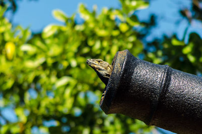 Lizard in cannon against trees