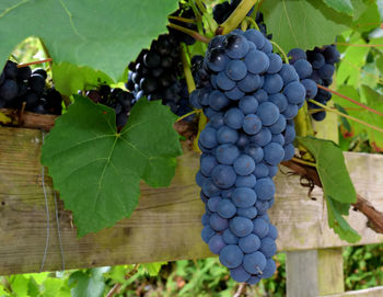 Close-up of grapes growing in vineyard