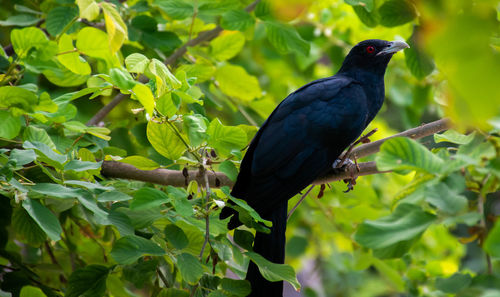 Bird perching on a tree