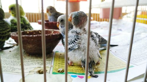 Budgerigar and young bird in cage